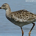 Ruff in Tingara Street in Cairns<br />Canon EOS 7D + EF300 F2.8L III + EF2xIII